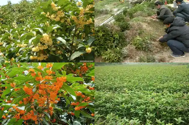 八月桂花苗几年能开花啊1686528595797