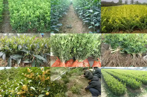 桂花树种几年开花啊1686528646581