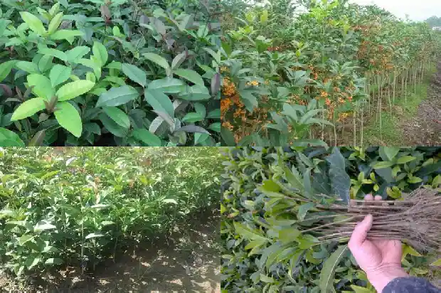 桂花树种几年开花一次1686528679320