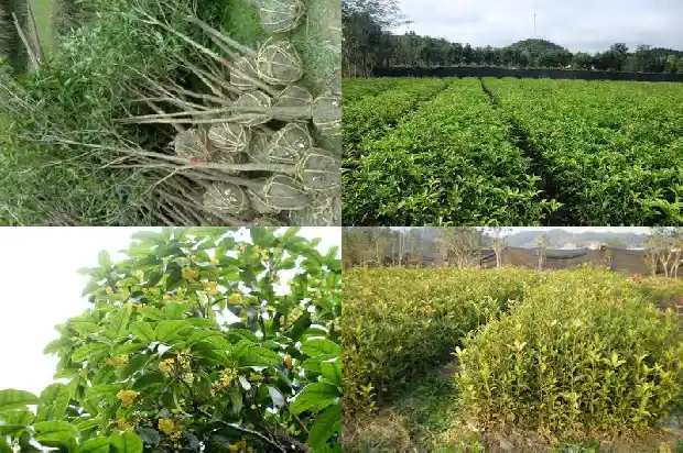 八月桂花树苗栽培时间是几月1686528700447