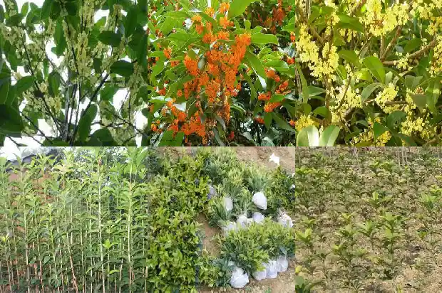 八月桂花树苗栽培时间是几月1686528700494