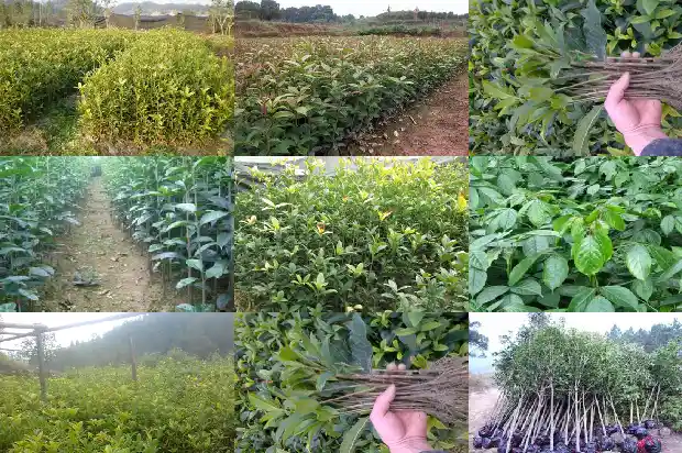 八月桂花树什么品种最好看1686528738640