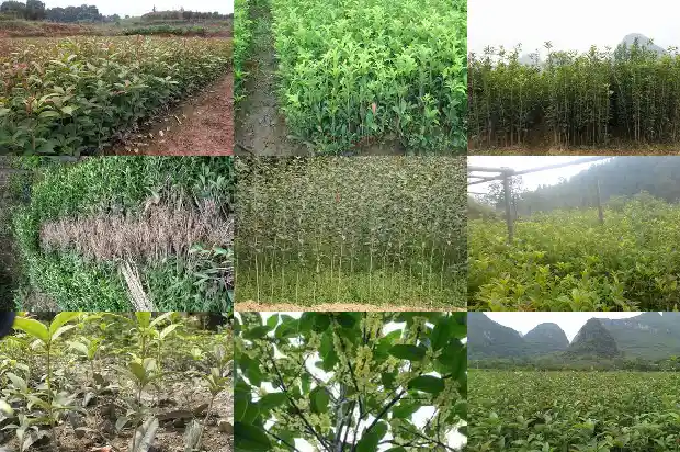 八月桂花树什么品种最好看1686528738687