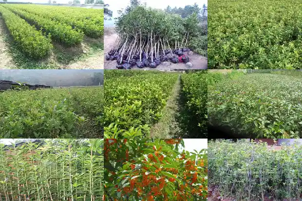 桂花树叶厚度1690245238382