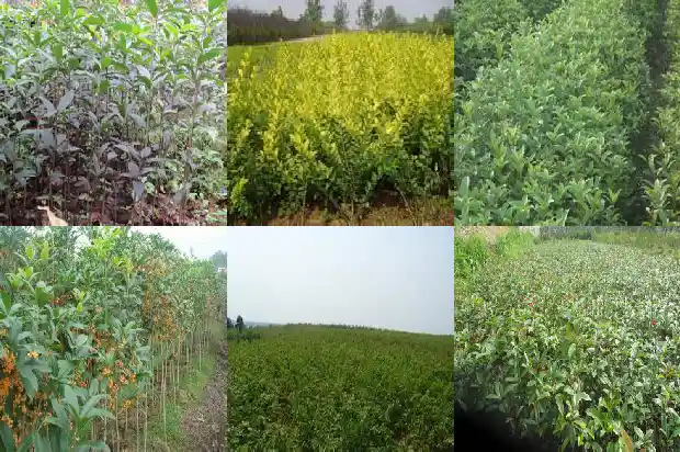 八月桂花树什么品种最好看1686528738782