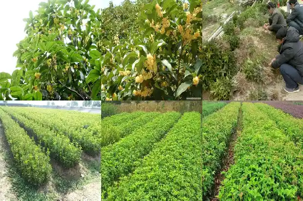 八月桂花树什么品种最好活1686528767590