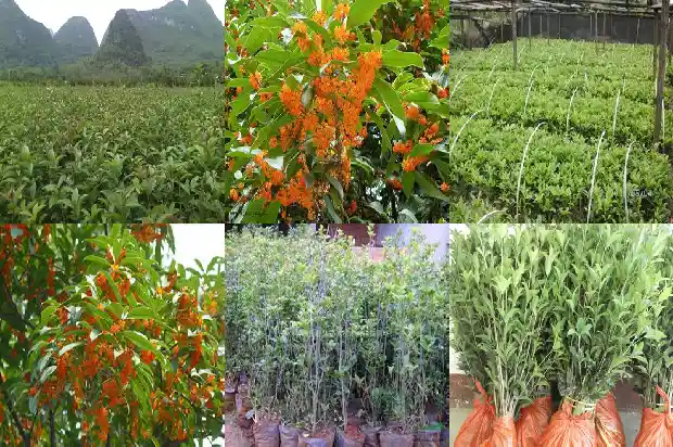 桂花树市场价格2米80多少钱1689577320264