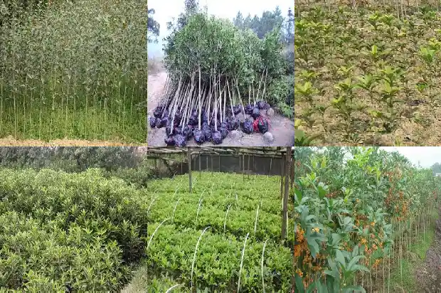 桂花树移栽后叶子掉光了还能活吗1686528831736