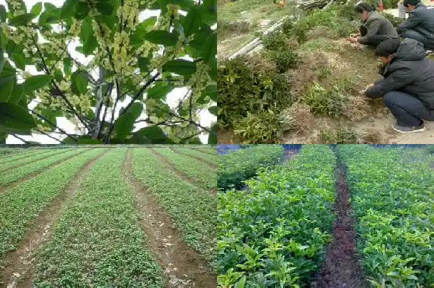 桂花树移栽后的管理1686528864376