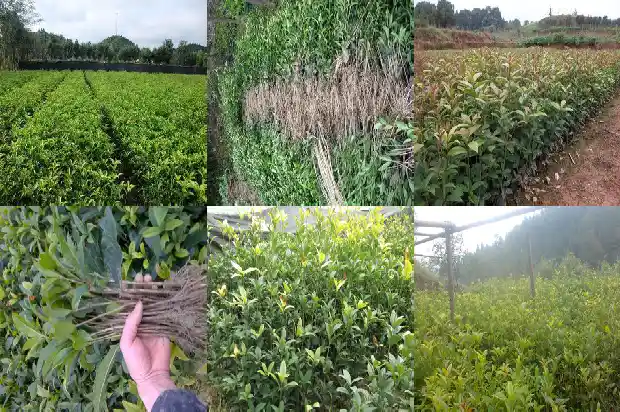 造型桂花树价格多少一棵好养活1688345979569