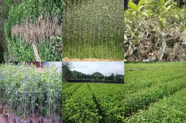 桂花树移栽后多久能开花结果1686528890226