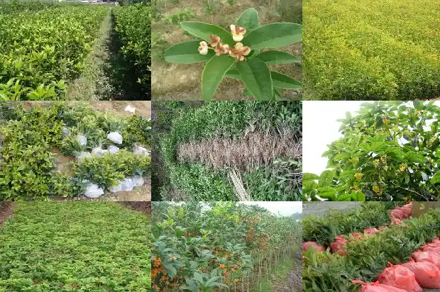 桂花树移栽后多久能开花结果1686528890273