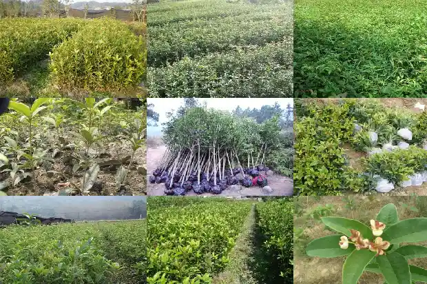 新栽的桂花树多久发芽1686528935637