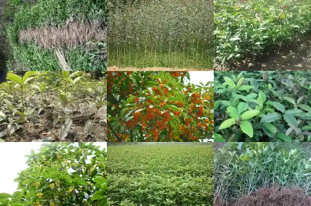 移栽桂花树几年开花结果呢1686528959953