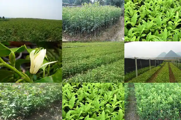 移栽桂花树几年开花结果呢1686528960001