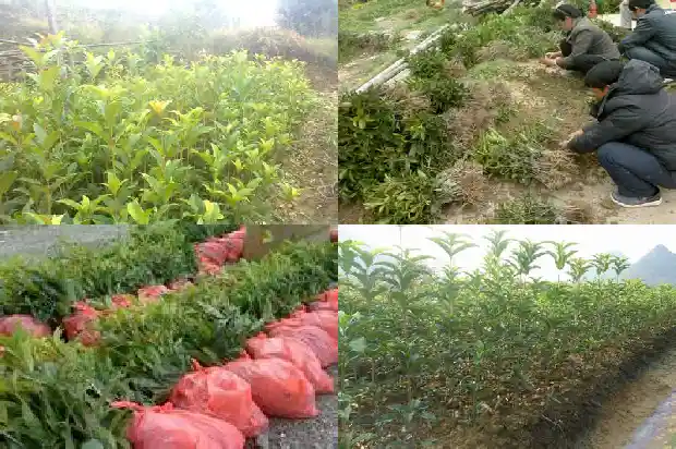 移栽桂花树几年开花结果呢1686528960097