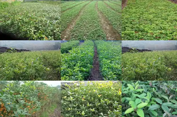 桂花树栽种几年后开花结果1686528982708