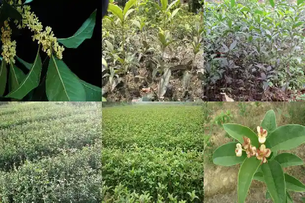 桂花树栽种几年后开花了1686529002975