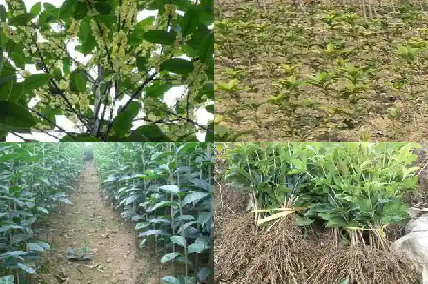 桂花树栽种几年后开花了1686529003023