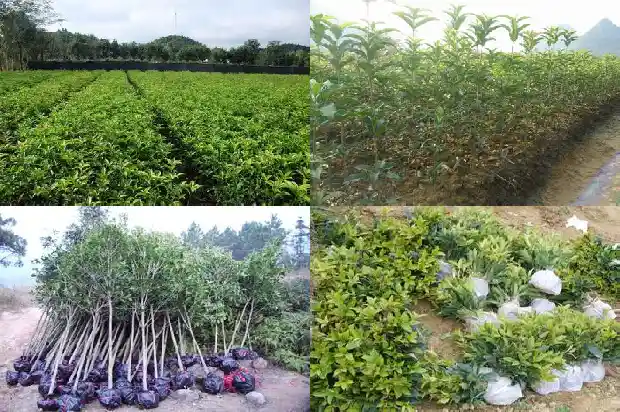 嫁接桂花树几年开花结果1686529024124