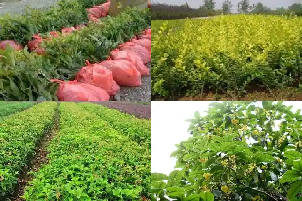 嫁接桂花树几年开花结果1686529024172