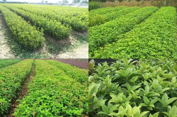 冬季桂花树移栽多久才算活了呢1686529046270