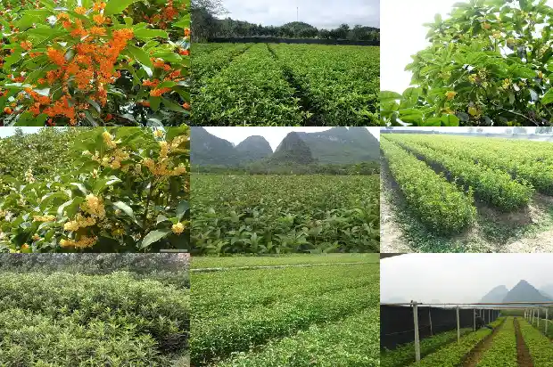 冬季桂花树移栽多久才算活了呢1686529046365