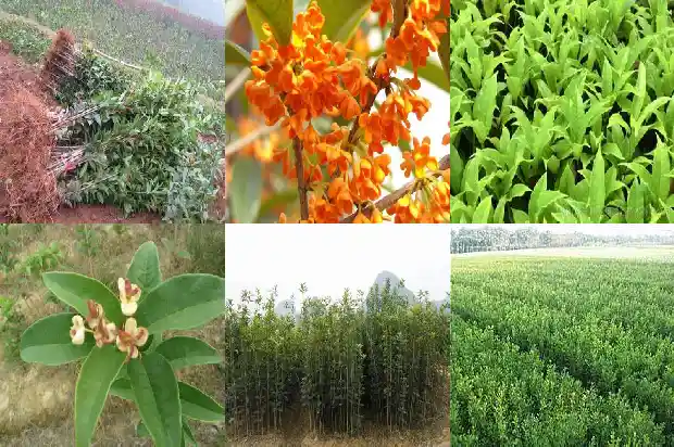 夏天移植桂花树多长时间看成活率最好1686529068468