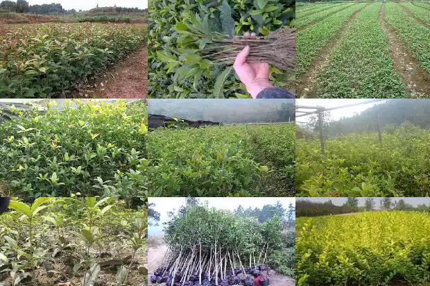 夏天移植桂花树多长时间看成活率最好1686529068564