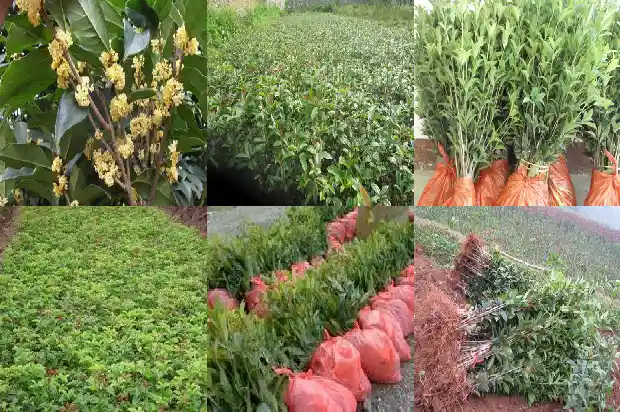 夏天移植桂花树多长时间看成活率最好1686529068612