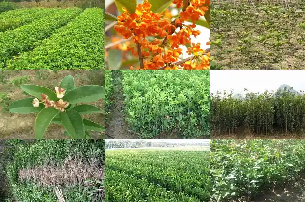 桂花冬季能栽活吗1686529111350