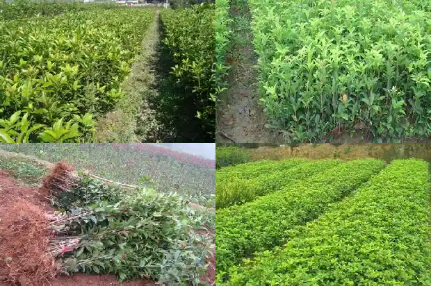 桂花冬季能栽活吗1686529111397