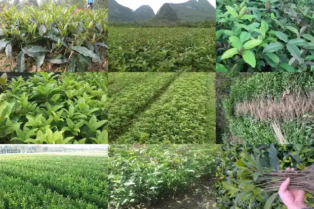 桂花冬季能栽活吗1686529111445
