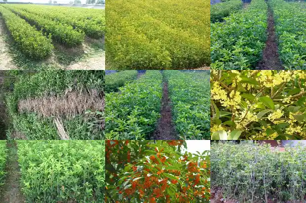 移植的桂花树多久才发芽呢怎么回事1686529171372