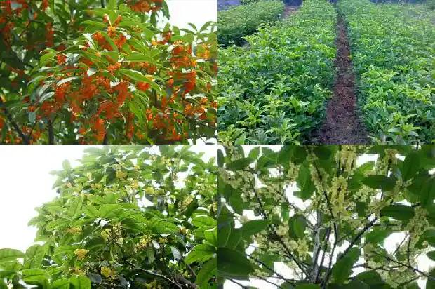 移植的桂花树多久才发芽呢怎么回事1686529171419