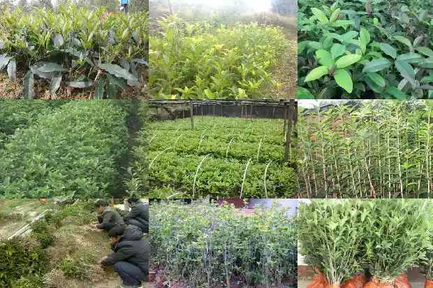经期可以喝乌龙桂花茶吗1689467534313
