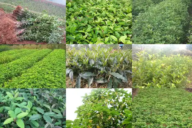 新移栽的桂花树多久能出新芽子1686529232185