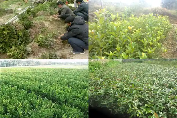 新移栽的桂花树多久能出新芽子1686529232230