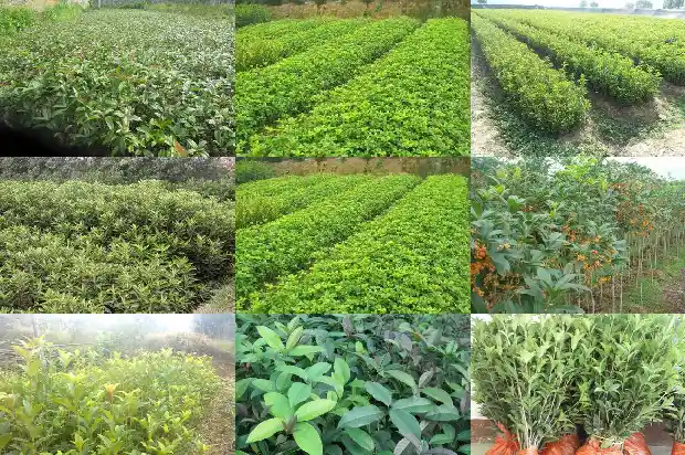 春天移栽桂花树多久长新芽1686529257220
