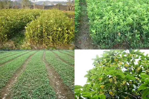 春天移栽桂花树多久长新芽1686529257267