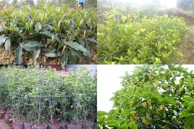 新移栽桂花树苗多久发芽生根快1686529277297