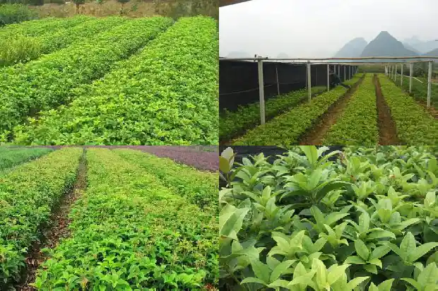 新移栽桂花树苗多久发芽生根快1686529277392