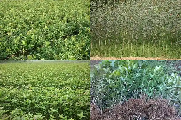 插桂花树多久才能生根1686529297306