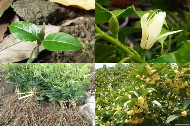 插桂花树多久才能生根1686529297354