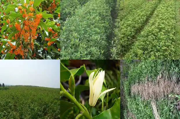 秋季移栽桂花树多久能生根1686529321993