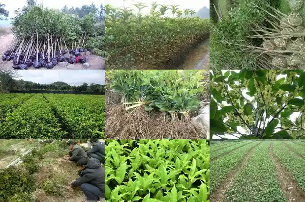 桂花香米多少钱一斤啊1690590979321