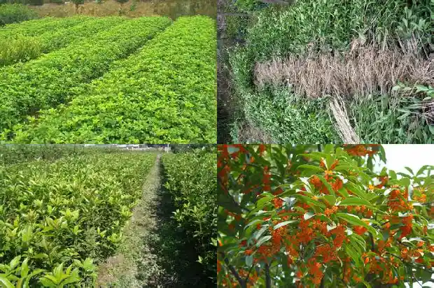 移植的桂花树多久浇一次水合适1686529344996