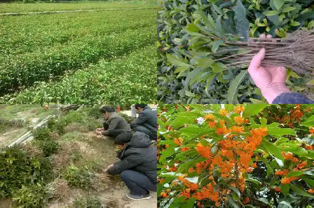 移植的桂花树多久浇一次水合适1686529345044