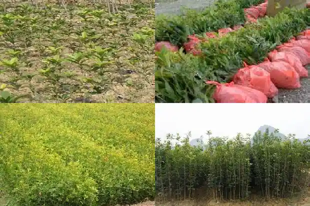 校园里栽着许多桂花树英语1690677537091