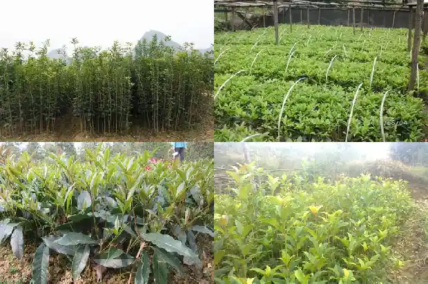 移植的桂花树多久浇一次水合适1686529345140